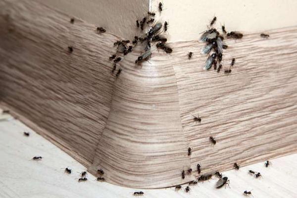 Тля и муравьи: как избавиться?