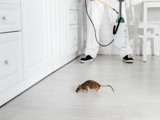 Дезинсекция тараканов: как избавиться от нежелательных гостей