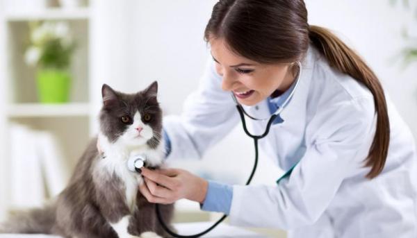 Ветеринар: нюансы и особенности профессии