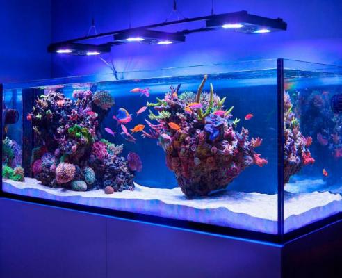 Изготовление и аренда аквариумов в Москве