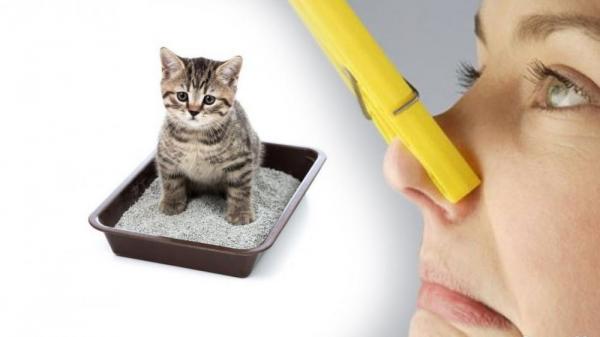 Как убрать кошачий запах в квартире: советы и рекомендации