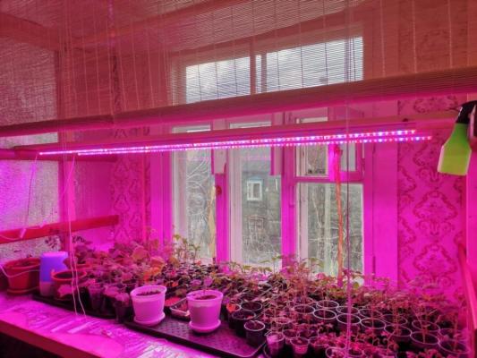Светодиодные лампы для выращивания растений