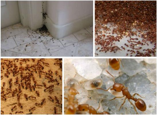 Уничтожение муравьев в мебели