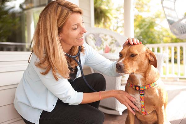 Ветеринар на Дом для Собаки: Уход за Питомцем