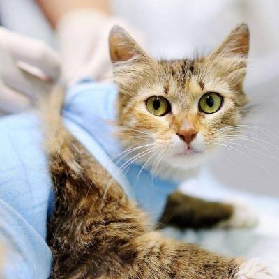 Онлайн-запись в ветеринарную клинику: преимущества и удобство